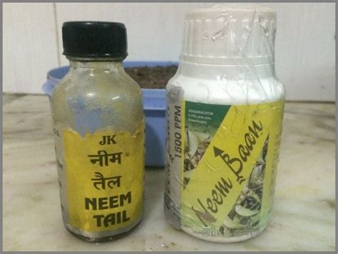 GARDEN BLOG INDIA CONTROL MEALY BUGS WITH NEEM OIL 02 | GARDENING FOR BEGINNERS