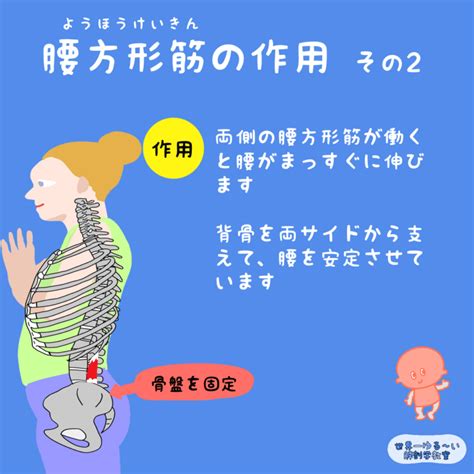 Anatomy Yogaリアル解剖学教室 腰方形筋（ようほうけいきん）の作用 その2