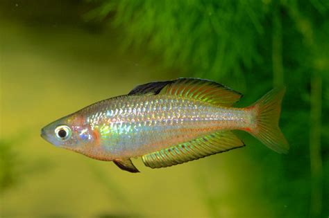 Melanotaenia eachamensis