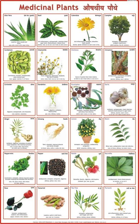 🔥 10 Medicinal Plants Wallpapers Wallpapersafari