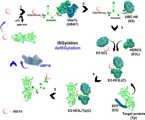 Isg15 Is Activated By Adenylation That Is Catalyzed By Ube1l In The