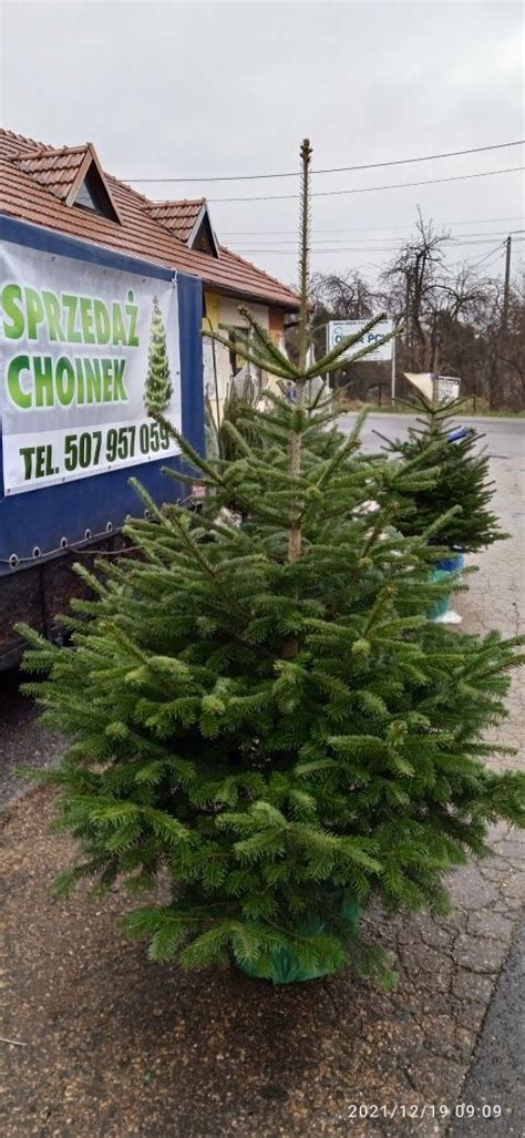 Plantacja Choinek Wierk Srebrny Jod A Kaukaska Kwacza A Olx Pl