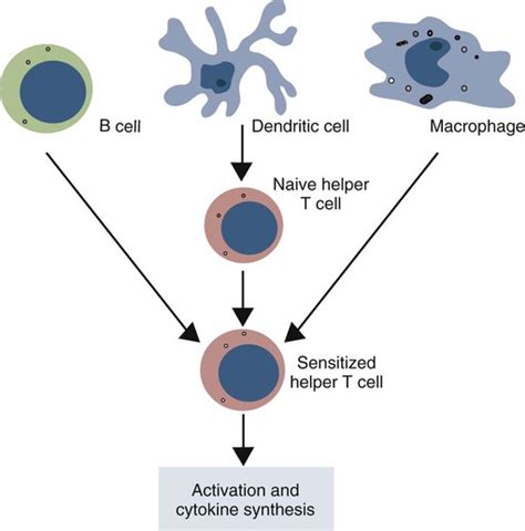 Dendritic Cells