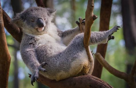 Koala Facts Australian Vulnerable And 100 Not Huggable