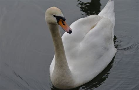 Image Libre Nature Faune Eau Oiseau Cygne Blanc Vol Plume Aile