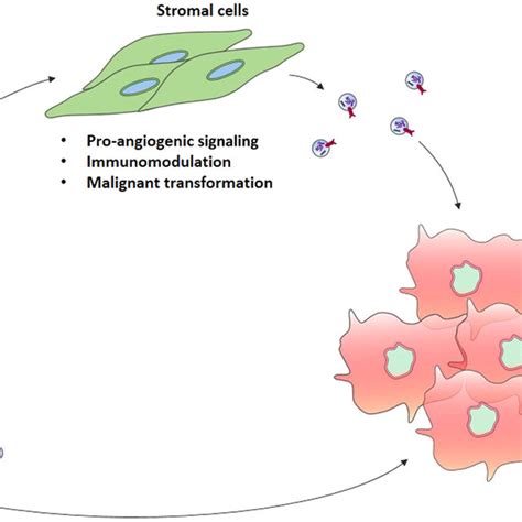 Role Of Glioma Cell Derived Exosomes In Tumor Progression Exosomes