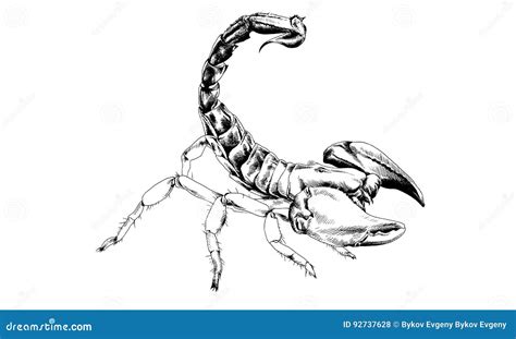 Striker Scorpion With A Poisonous Sting Drawn In Ink By Hand Stock