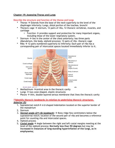 Chapter Assessment Chapter Assessing Thorax And Lungs Describe