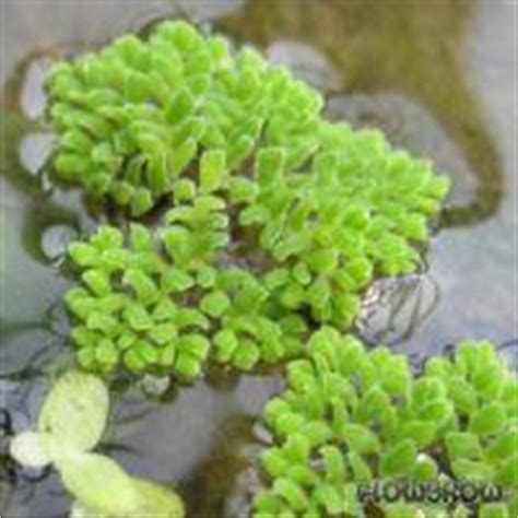 Azolla pinnata - Flowgrow Aquatic Plant Database