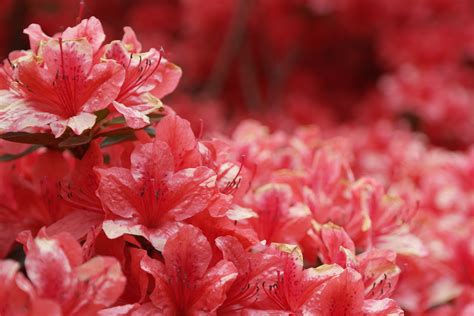 Azalea Carmesí Resistente perenne y una belleza roja cobriza