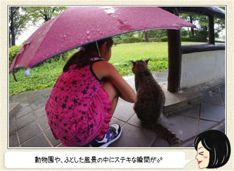 濡れたくないのだ！動物たちの可愛い雨宿り 時遊zine