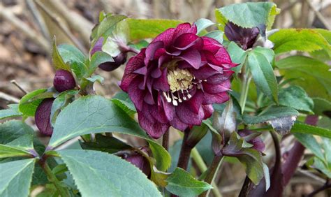 Types Of Hellebores:16 Striking Varieties Bringing Color To, 45% OFF