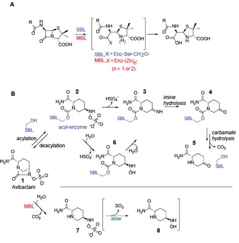 Outline Reactions Schemes For Lactamase Hydrolysis And The Reactions