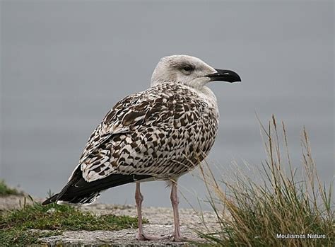 Great Black-backed Gull (Larus marinus) juv/1W