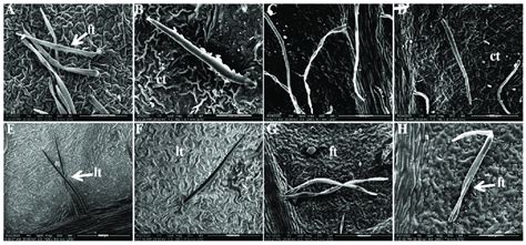 Trichomes under scanning electron microscopy. (A,B) P. qiui; (C,D) P ...