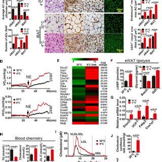 Cold Induced WAT BRITE Conversion BAT Activation Blood Lipid Profile