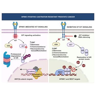 An Integrative Proteomics Approach Identifies Tyrosine Kinase Kit As A