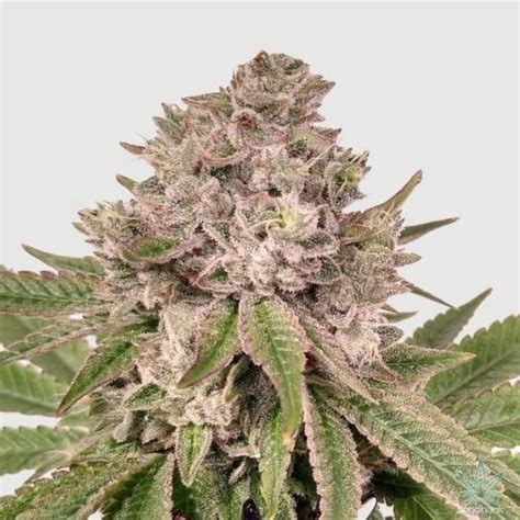 Gorilla Glue Seeds | Authentic GG4 Strain | Gorilla Glue #4 Seeds