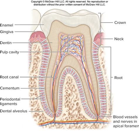 Digestive System Flashcards Quizlet