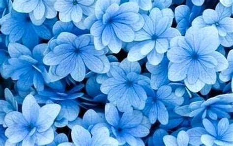 Blue Flower Aesthetic Desktop Wallpapers on WallpaperDog