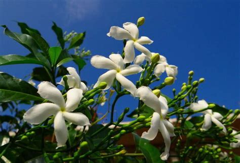 Las 11 Mejores flores para perfumar tu jardín Cosas del Jardin