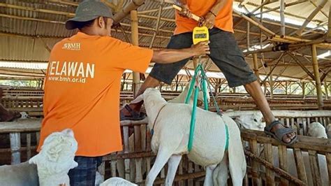 Jelang Idul Adha H Laznas Bmh Gandeng Peternak Lokal Penuhi Hewan