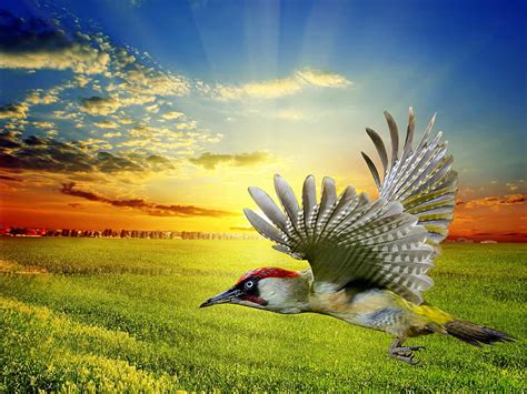 Colorful Flying Bird Colorful Wings Bird Flying Sunset Clouds