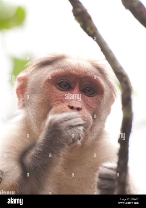 Wild Monkey Munnar Hills Kerala India Stock Photo Alamy