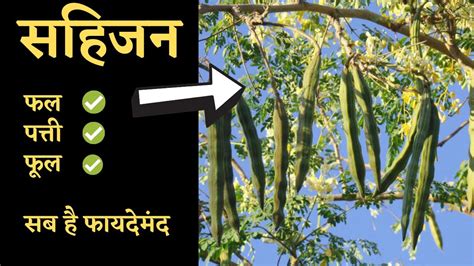 सहजन के फायदे Sahjan Ke Fayde Benefits Of Drumsticks In Hindi Youtube