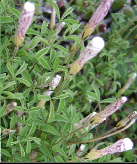 Oxalis Tenuifolia The Collectors Corner Buy Unusual Perennial