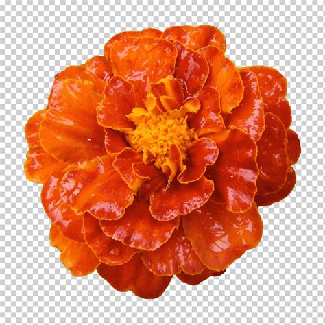 Caléndula mexicana caléndula officinalis flor caléndula flor naranja