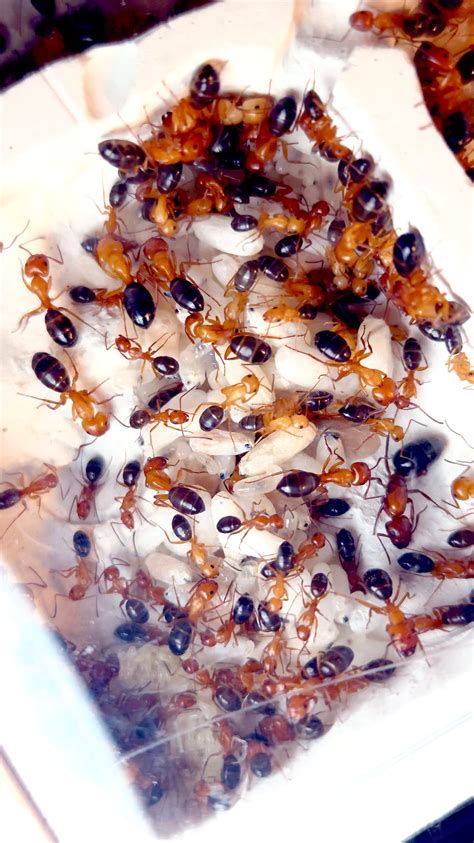 Carpenter Ants in their nest - Camponotus decipiens colony : r/ants