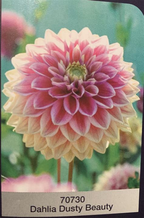 Dahlia Dusty Beauty Stensholms Tr Dg Rd