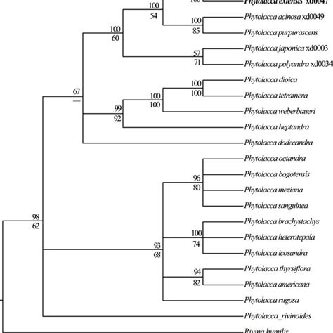 Bayesian Consensus Tree Of The New Species And Related Species Data