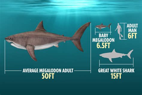 Giant baby megalodon sharks were born the size of HUMANS by gobbling ...