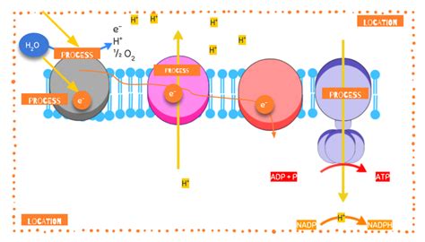 Light Dependent Reaction Diagram | Quizlet