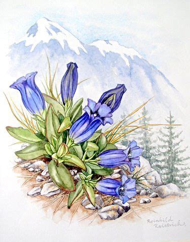 Gentiana Nivalis Peinture Fleurs Fleurs De Montagne Illustration