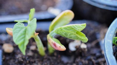 C Mo Cultivar Frijoles En Macetas Paso A Paso