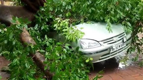 5 Cars Buried Under Falling Tree In Deoria Ped Ke Niche Dabi Car Ka