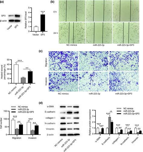 Mir 223 3p Alleviates Tgf β Induced Epithelial Mesenchymal Transition