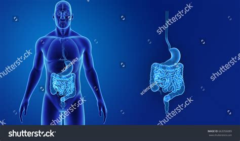 Digestive System Anterior View 3d Illustration Stock Illustration