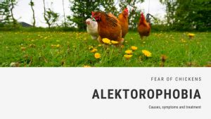 Fear of Chickens Phobia - Alektorophobia | FEAROF