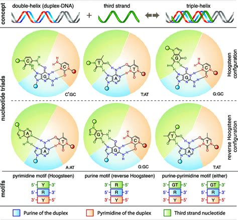 Six Nucleotide Triads Form The Basis Of Canonical Triplex Formation