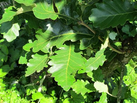 Quercus Dentata Carl Ferris Miller Japanse Keizereik Grootbladige