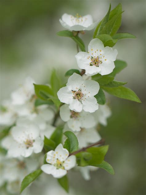 Plum blossom on Behance