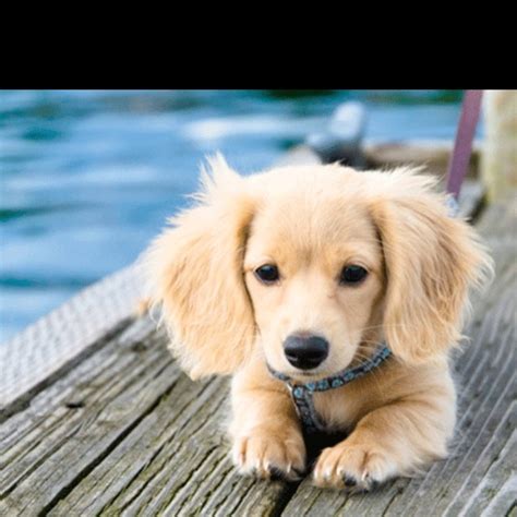 Golden Retriever Dachshund