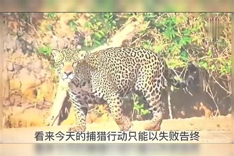 实拍美洲豹捕猎鳄鱼，体型庞大的水中霸主在豹子面前毫无抵抗力豹子美洲豹霸主