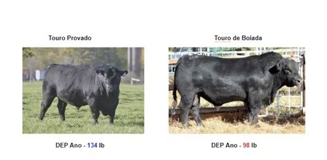 Diferenca De Boi E Touro - 7