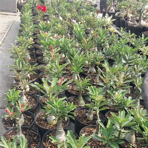 Jual Baca Deskripsi Paket Adenium Bunga Tumpuk Adenium Grafting