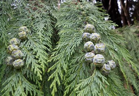 15 Types Of Cypress Trees And How To Identify Them - AMERICAN GARDENER